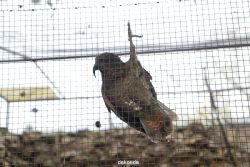 zoo-bochum-zoo-2015-03-28-480