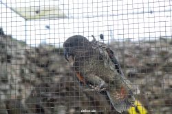 zoo-bochum-zoo-2015-03-28-481