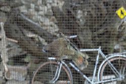 zoo-bochum-zoo-2015-03-28-483