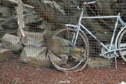 zoo-bochum-zoo-2015-03-28-484