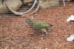 zoo-bochum-zoo-2015-03-28-485