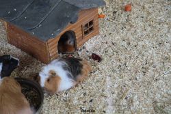 zoo-bochum-zoo-2015-03-28-487