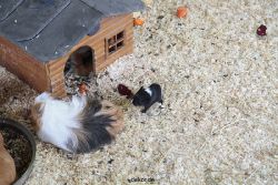 zoo-bochum-zoo-2015-03-28-490