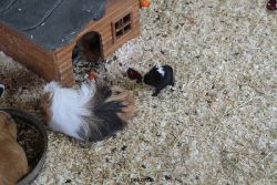 zoo-bochum-zoo-2015-03-28-492