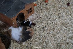zoo-bochum-zoo-2015-03-28-493