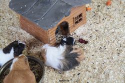 zoo-bochum-zoo-2015-03-28-494