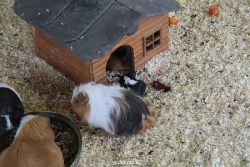 zoo-bochum-zoo-2015-03-28-496