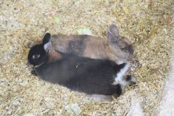 zoo-bochum-zoo-2015-03-28-498