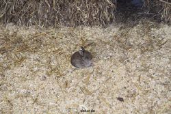 zoo-bochum-zoo-2015-03-28-499