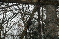 zoo-bochum-zoo-2015-03-28-501