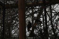 zoo-bochum-zoo-2015-03-28-503