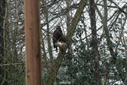 zoo-bochum-zoo-2015-03-28-504