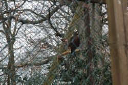 zoo-bochum-zoo-2015-03-28-506
