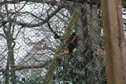 zoo-bochum-zoo-2015-03-28-507