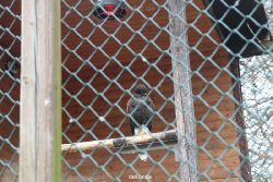 zoo-bochum-zoo-2015-03-28-509