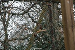 zoo-bochum-zoo-2015-03-28-511