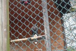 zoo-bochum-zoo-2015-03-28-512