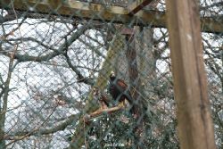 zoo-bochum-zoo-2015-03-28-513