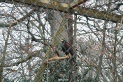 zoo-bochum-zoo-2015-03-28-514