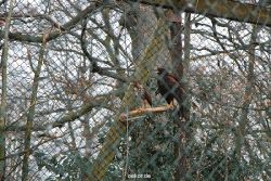 zoo-bochum-zoo-2015-03-28-515