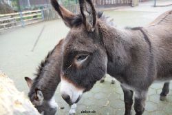 zoo-bochum-zoo-2015-03-28-516