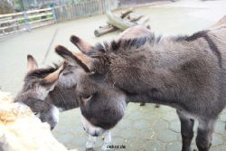zoo-bochum-zoo-2015-03-28-517