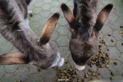 zoo-bochum-zoo-2015-03-28-518