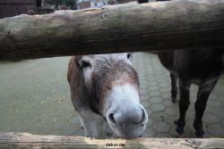 zoo-bochum-zoo-2015-03-28-519