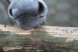 zoo-bochum-zoo-2015-03-28-520