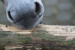 zoo-bochum-zoo-2015-03-28-521