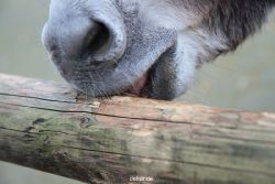 zoo-bochum-zoo-2015-03-28-523