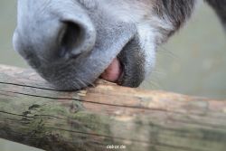 zoo-bochum-zoo-2015-03-28-524