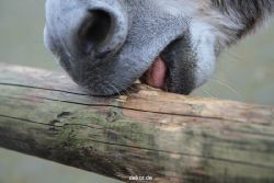 zoo-bochum-zoo-2015-03-28-525