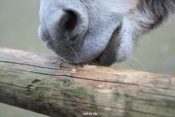 zoo-bochum-zoo-2015-03-28-526
