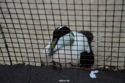 zoo-bochum-zoo-2015-03-28-527