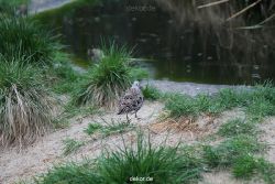 zoo-bochum-zoo-2015-03-28-531