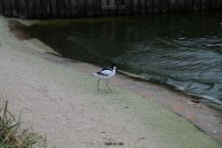 zoo-bochum-zoo-2015-03-28-532