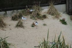 zoo-bochum-zoo-2015-03-28-533