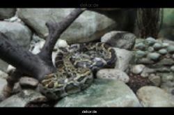 zoo-bochum-zoo-2015-03-28-539