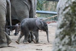 zoo-wuppertal-junge-elefanten-uli-shawu-2011-02-07-001
