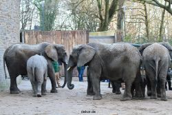 zoo-wuppertal-junge-elefanten-uli-shawu-2011-02-07-002
