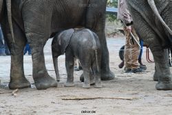zoo-wuppertal-junge-elefanten-uli-shawu-2011-02-07-004