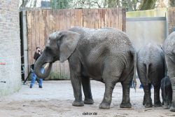zoo-wuppertal-junge-elefanten-uli-shawu-2011-02-07-005
