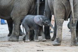 zoo-wuppertal-junge-elefanten-uli-shawu-2011-02-07-006