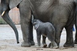 zoo-wuppertal-junge-elefanten-uli-shawu-2011-02-07-007