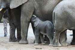 zoo-wuppertal-junge-elefanten-uli-shawu-2011-02-07-009