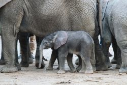 zoo-wuppertal-junge-elefanten-uli-shawu-2011-02-07-010