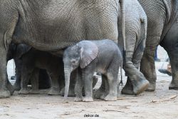 zoo-wuppertal-junge-elefanten-uli-shawu-2011-02-07-011