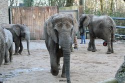 zoo-wuppertal-junge-elefanten-uli-shawu-2011-02-07-012