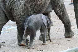 zoo-wuppertal-junge-elefanten-uli-shawu-2011-02-07-013